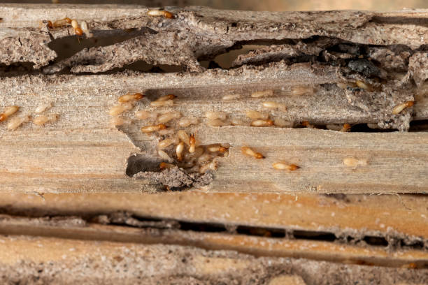 Best Pest Prevention Services  in Springfield, MI